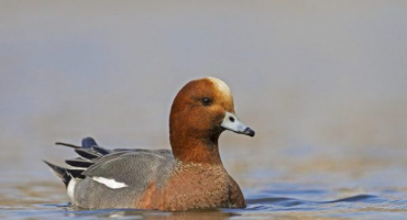Podrobný popis kachny sviyaz